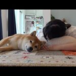 僕も褒めて！柴犬は猫の主役ぶりに耐えられず全力すぎる姿を見せました。(YouTube)