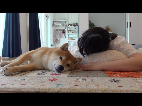 僕も褒めて！柴犬は猫の主役ぶりに耐えられず全力すぎる姿を見せました。(YouTube)