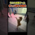 ギャルに目がない柴犬😂【ナンパ犬】 #犬(YouTube)