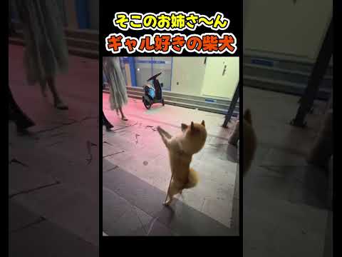 ギャルに目がない柴犬😂【ナンパ犬】 #犬(YouTube)