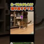 通り魔に襲われた猫😂 【ネコパンチ】#猫(YouTube)