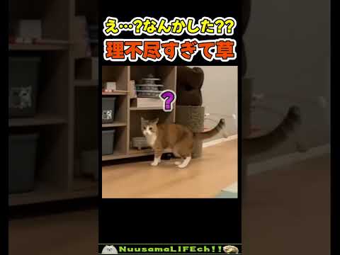 通り魔に襲われた猫😂 【ネコパンチ】#猫(YouTube)