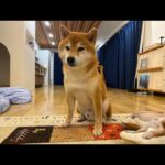 普段とは違うハチ家夜のライブ配信(YouTube)