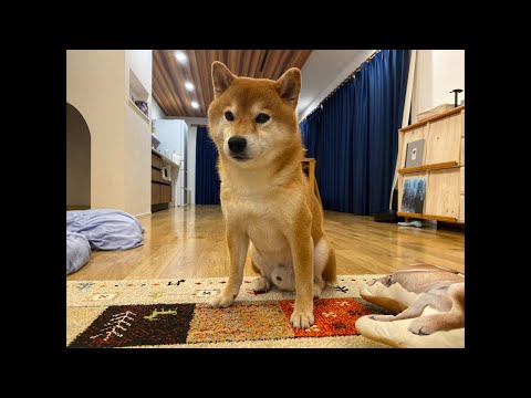 普段とは違うハチ家夜のライブ配信(YouTube)