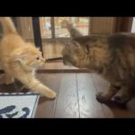 しつこく来てたら受け入れられた子猫(YouTube)