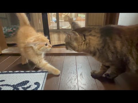 しつこく来てたら受け入れられた子猫(YouTube)