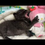 草むらで見つかった小さな命。黒猫の子猫を保護しました(YouTube)