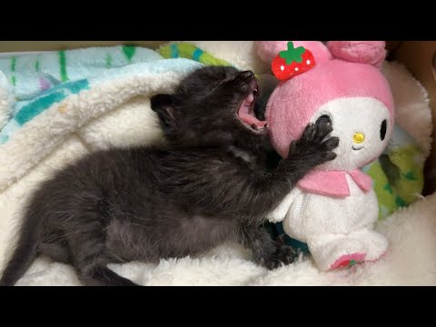 草むらで見つかった小さな命。黒猫の子猫を保護しました(YouTube)