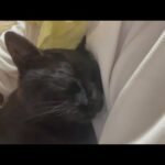 くーやんがもうダメかもわからん(YouTube)