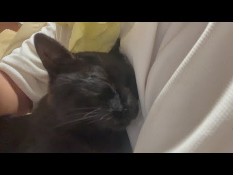 くーやんがもうダメかもわからん(YouTube)