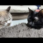いつもは背負い投げしちゃうけど、今日は黒猫くんと仲良くしたい姫猫(YouTube)