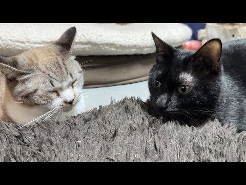 いつもは背負い投げしちゃうけど、今日は黒猫くんと仲良くしたい姫猫(YouTube)