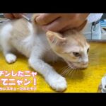 ワクチン頑張ったニャン！  褒めてニャ  泥の中からレスキューされたモグ 2025 07 10 2(YouTube)