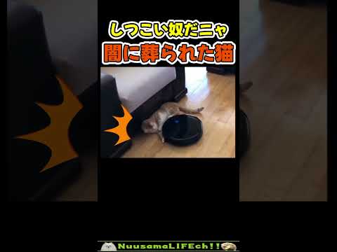 ネコさん、片付けられる😂 【お掃除ネコ】#猫(YouTube)