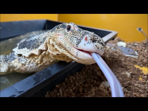 オオトカゲ&アオジタトカゲごはんタイム(YouTube)