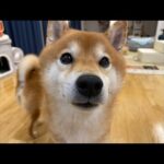 大手術したQパパの面会へ行った報告とその他報告もありなライブ配信。(YouTube)