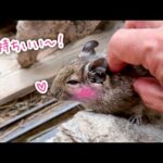 エサよりもなでなでが好きすぎるデグーが可愛すぎた！(YouTube)
