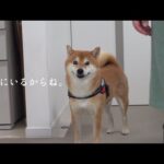 柴犬が帰宅後も不在のお父さん‥探し回る様子に胸が熱くなりました。(YouTube)