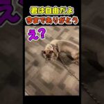 犬が自由を手にした瞬間😂【犬】 #犬(YouTube)