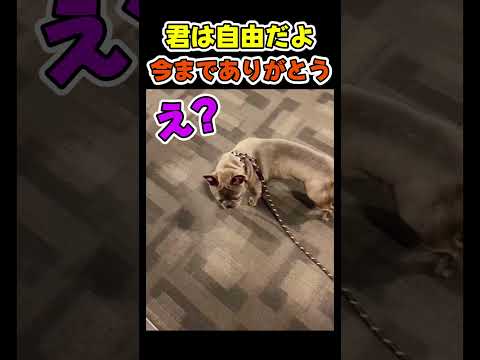 犬が自由を手にした瞬間😂【犬】 #犬(YouTube)
