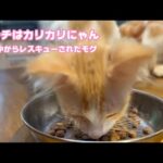 2025 07 03 2  ランチはカリカリにゃん  泥の中からレスキューされたモグ(YouTube)