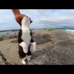 【3年前の今日撮った動画】伸び上がって撫でられる猫(YouTube)