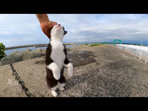 【3年前の今日撮った動画】伸び上がって撫でられる猫(YouTube)