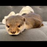 飼い主のそばでカワウソが寝続けている動画 Video of otter keeps sleeping near me(YouTube)
