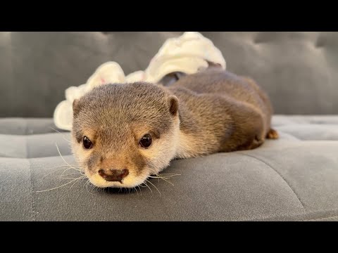 飼い主のそばでカワウソが寝続けている動画 Video of otter keeps sleeping near me(YouTube)