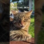 トルコに猫ちゃん達を見に行ってきたトルコ‼︎(YouTube)