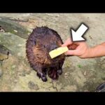 ジューシーなパイナップルをビーバーに近づけてみると…(YouTube)