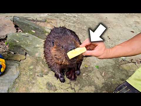 ジューシーなパイナップルをビーバーに近づけてみると…(YouTube)