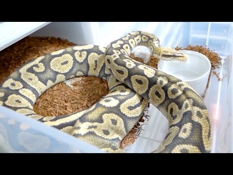 これをやらないと大変なことに…100匹の蛇の餌やり後のルーティン(YouTube)