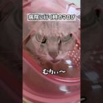 病院に行く前のマロちゃんが可愛すぎるw #shorts(YouTube)