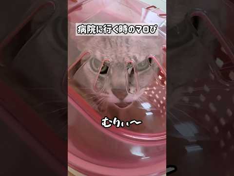 病院に行く前のマロちゃんが可愛すぎるw #shorts(YouTube)