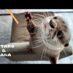 これしか食べたくない！カワウソが本気で選んだおやつトップ３　Otters Chow Down on Their Top 3 Snacks(YouTube)