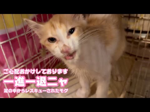 一進一退ニャ  ご心配をおかけしております  泥の中からレスキューされたモグ  2025 07 30 1(YouTube)