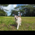 芝生の広場にいた猫ちゃん駆け寄ってきた(YouTube)