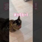ママを階段下で待ってる可愛いモモちゃん！ #shorts(YouTube)