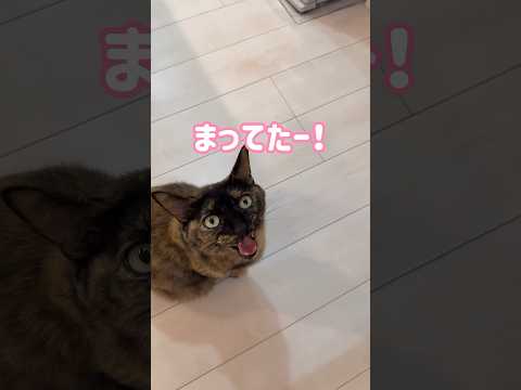 ママを階段下で待ってる可愛いモモちゃん！ #shorts(YouTube)