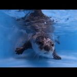プール日和！夏とカワウソとプール！ Pool Day! Summer, otter and pool!(YouTube)