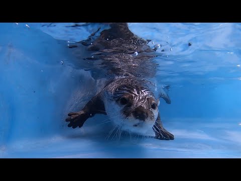 プール日和！夏とカワウソとプール！ Pool Day! Summer, otter and pool!(YouTube)