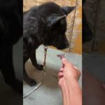 甲斐犬瑞稀くんのご報告(YouTube)