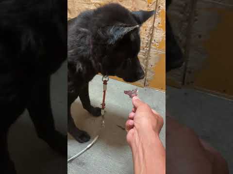 甲斐犬瑞稀くんのご報告(YouTube)