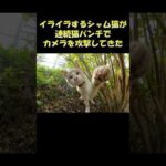 イライラするシャム猫が連続猫パンチでカメラを攻撃してきた #猫 #ねこ #cat(YouTube)