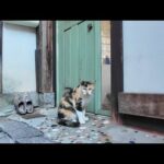 アニメの世界から出てきたような三毛猫ちゃんが居ました。ちょっとビビりだけど可愛い🐾(YouTube)