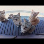 たくさんの猫達が部屋を覗いていたので、外に出て順番にモフる(YouTube)