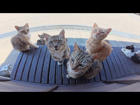 たくさんの猫達が部屋を覗いていたので、外に出て順番にモフる(YouTube)