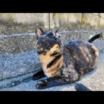 漁港の街の路地裏で出会った猫がかわいすぎた(YouTube)
