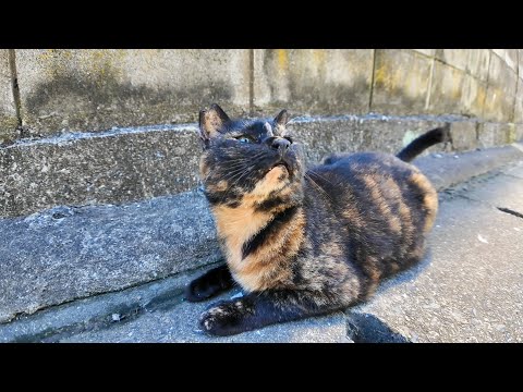 漁港の街の路地裏で出会った猫がかわいすぎた(YouTube)